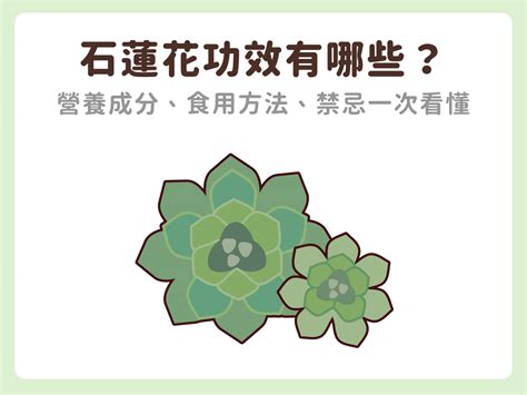 石蓮花禁忌|石蓮花：功效、營養價值、禁忌、正確食用方式